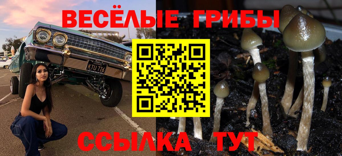 Галлюциногенные грибы Psilocybe Киреевск